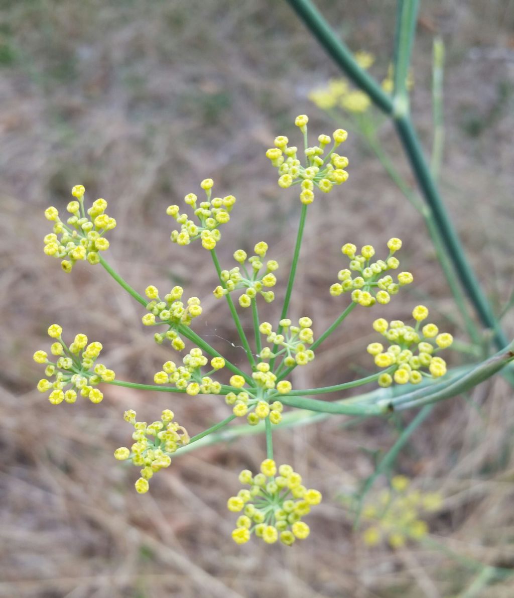 Foeniculum vulgare?